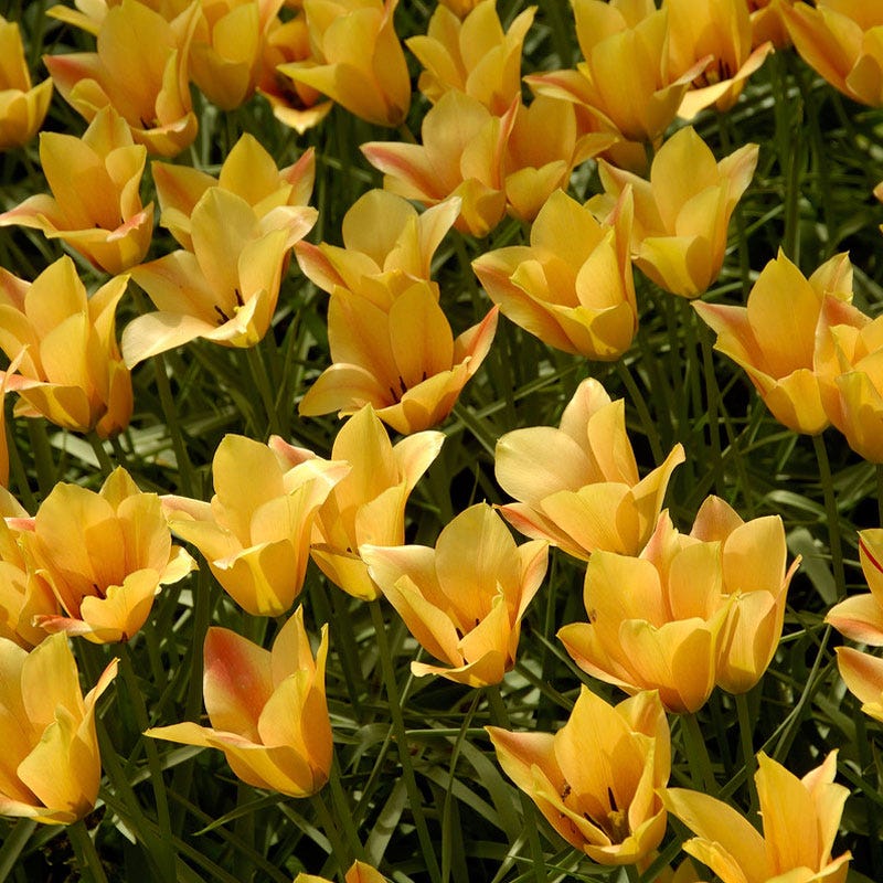 Featured Flower Bulbs