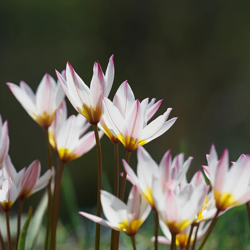New Flower Bulbs