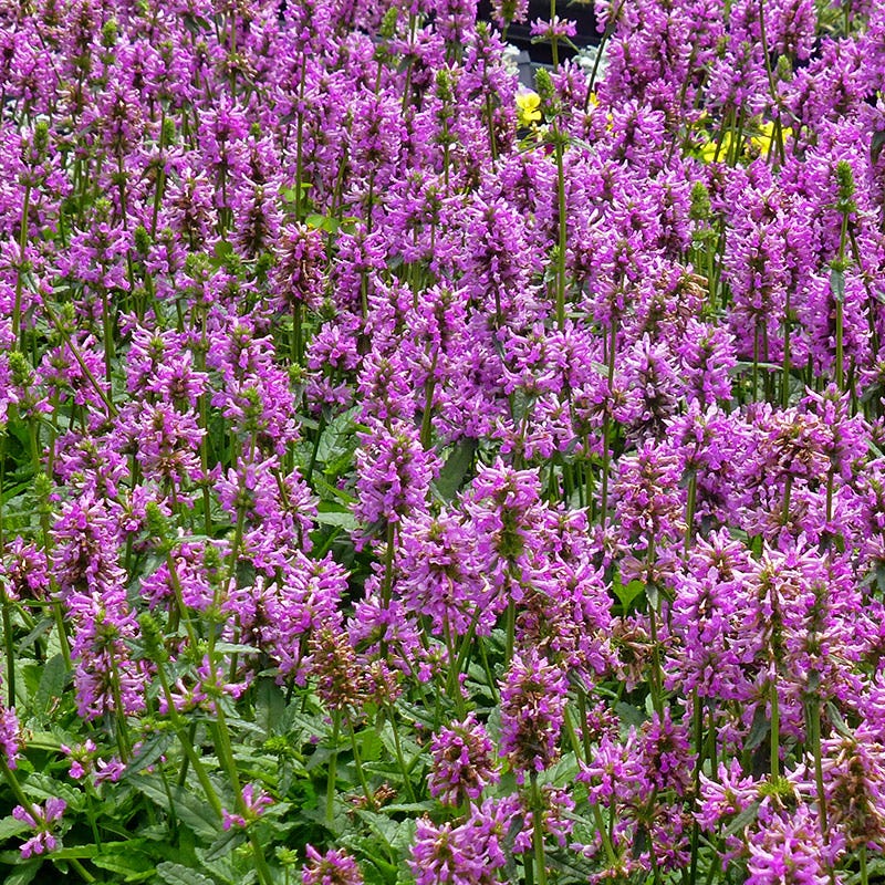 Featured Plants